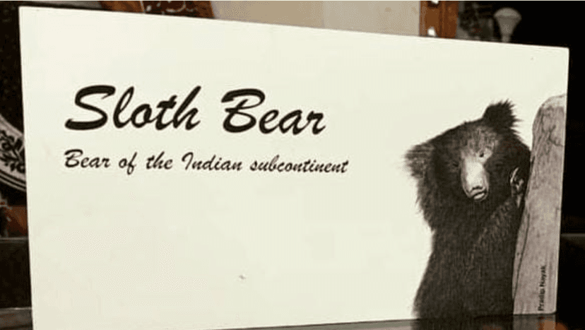 Sloth Bear Documentary